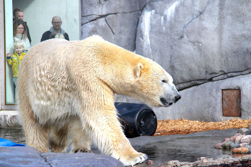 niedźwiedź polarny z ogrodzie zoologicznym w Kopenhadze