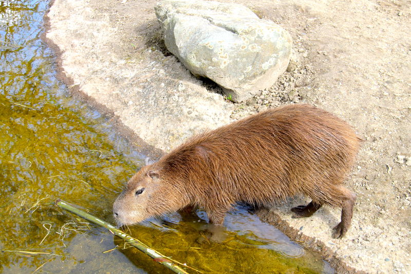 Kapibara w ogrodzie zoologicznym - Kopenhaga