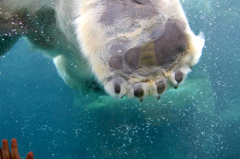 Łapa niedźwiedzia polarnego odbita na szybie tunelu - do największych atrakcji ogrodu nalezy możliwość zobaczenia pływających niedźwiedzi w wodzie