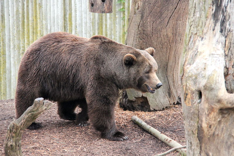 niedźwiedź brunatny - ZOO w Kopenhadze