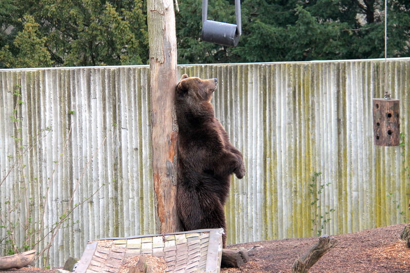 !Niedźwiedź brunatny w ZOO w Kopenhadze