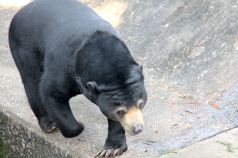 !niedźwiedź malajski w ZOO w Kolonii