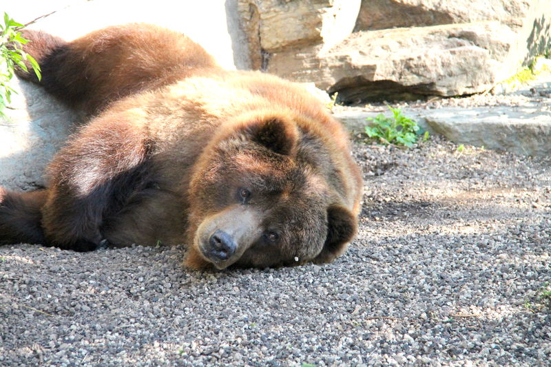 !niedźwiedź brunatny - ZOO w Kolonii