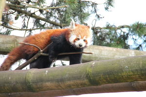 Panda mała w ZOO w Kopenhadze