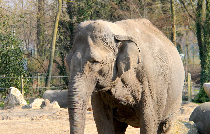 słonie w ZOO w Amiens
