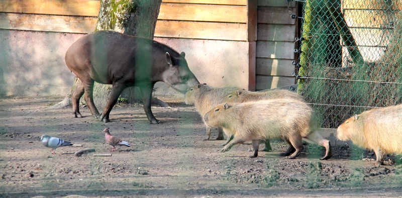 !tapir i kapibary w ZOO w Amiens