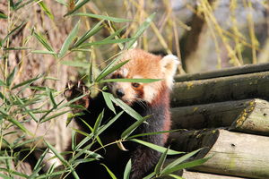 Panda mała w ZOO w Amiens