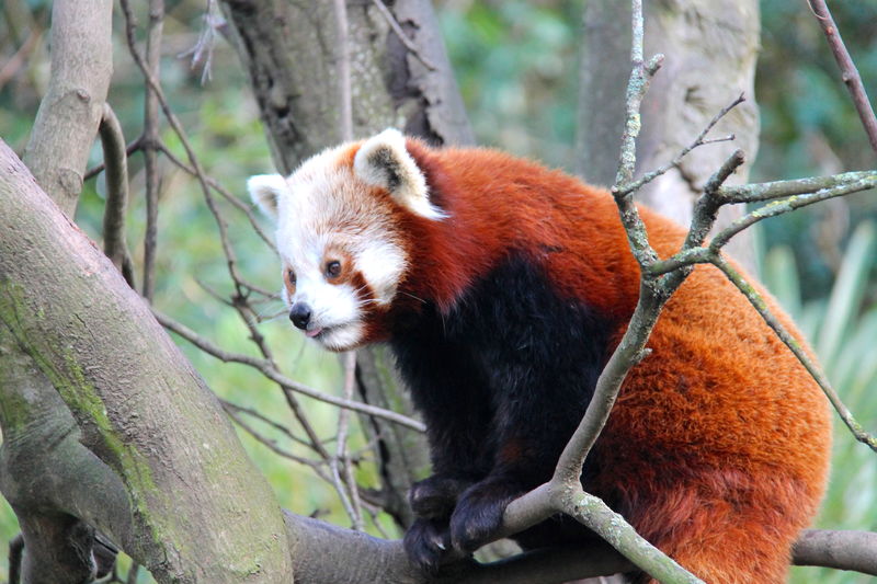 panda mała w ZOO w Dublinie