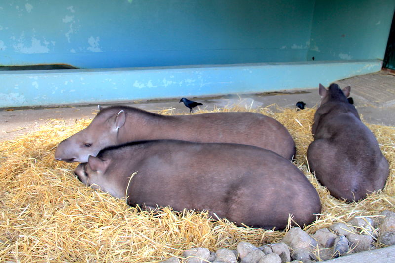!tapir anta - tapir amerykański - ZOO Dublin
