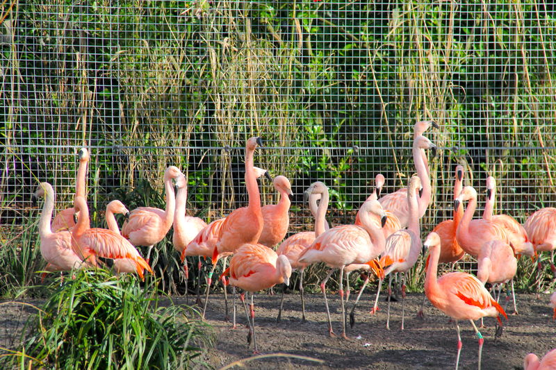 Oko można zawiesić również na wspaniale prezentujących się flamingach.