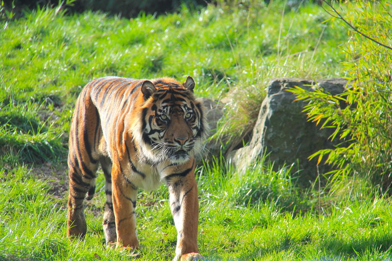 tygrys w ZOO w Dublinie