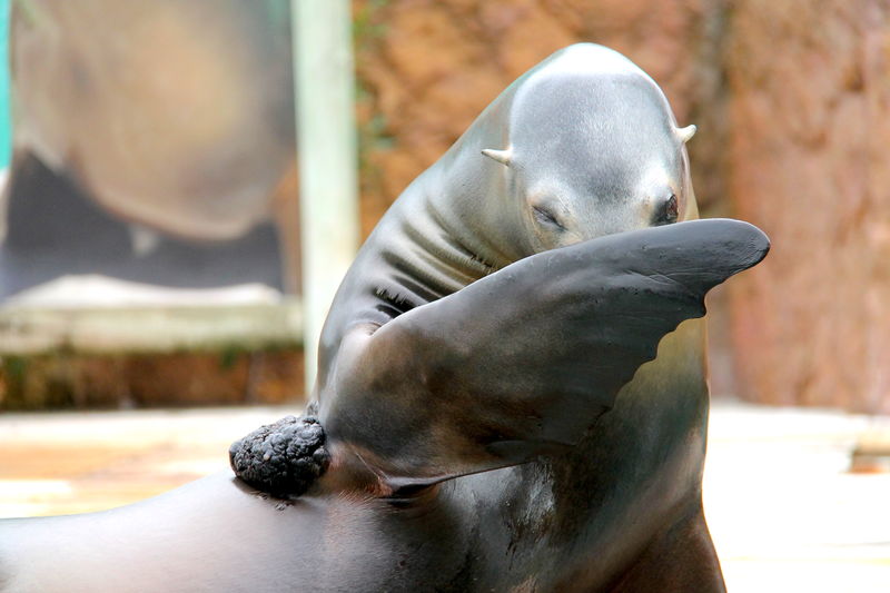 foka w ZOO w Lizbonie