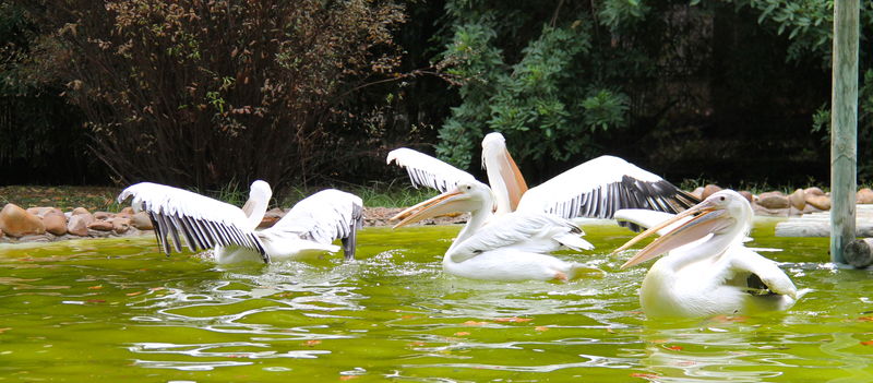 !podczas karmienia pelikanów