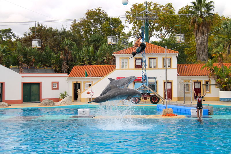podczas pokazu delfinów - ZOO w Lizbonie