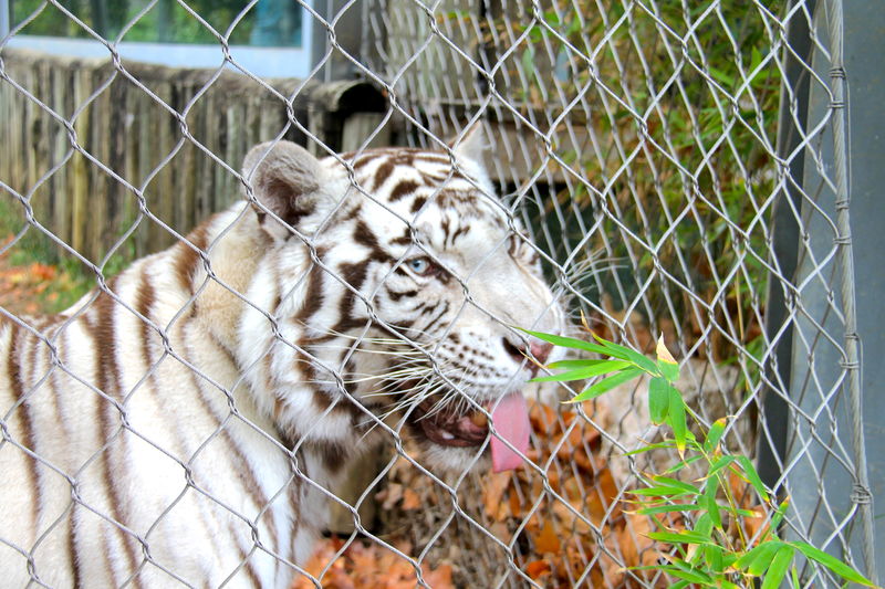 biały tygrys w ZOO w Lizbonie