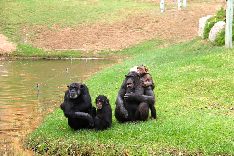 szympansy w ZOO w Lizbonie