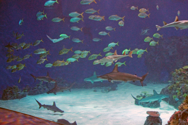 Podczas wizyty w Oceanarium w Kopenhadze