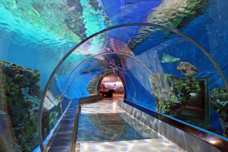 Tunel w Oceanarium w Kopenhadze