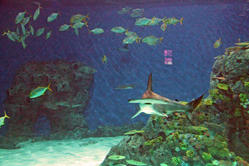 !Rekin młot w Oceanarium (Den Blå Planet) w Kopenhadze