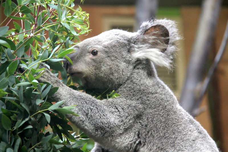 Koala australijski w ZOO w Edynburgu