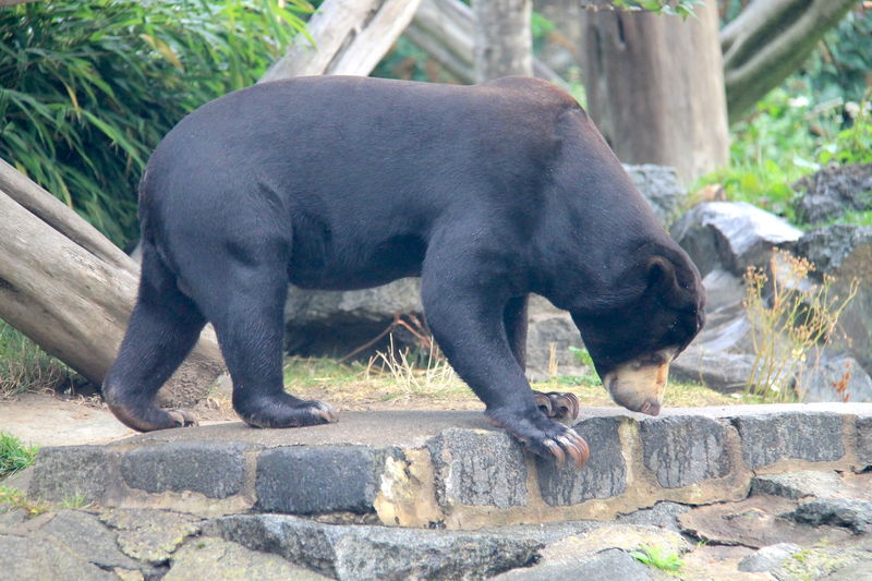Niedźwiedź malajski - ZOO w Edynburgu