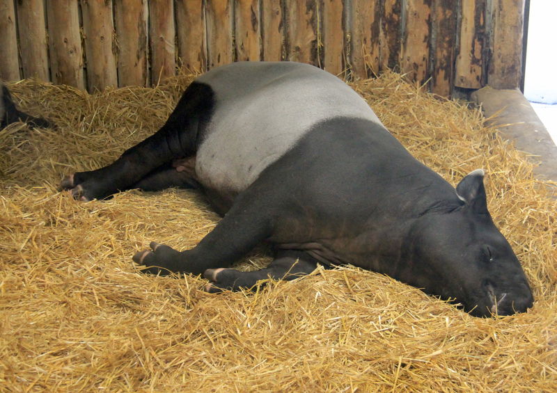 Tapir malajski - ZOO Edynburg