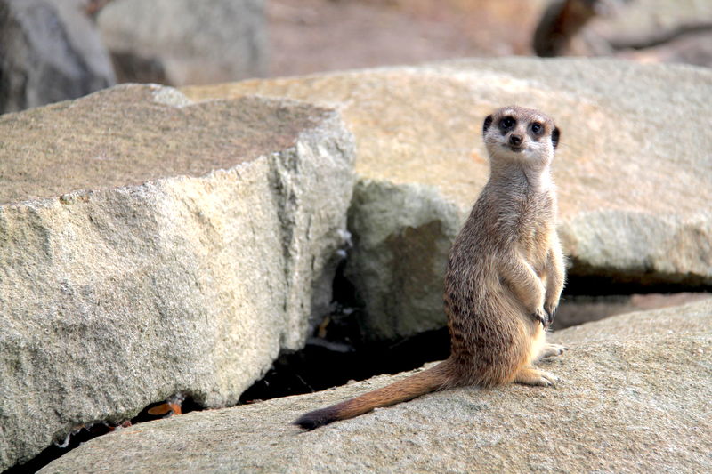 surykatka w ZOO w Edynburgu