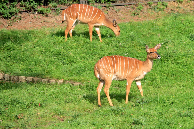 Podczas wizyty w ZOO w Edynburgu