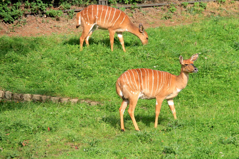 [Podczas wizyty w ZOO w Edynburgu]