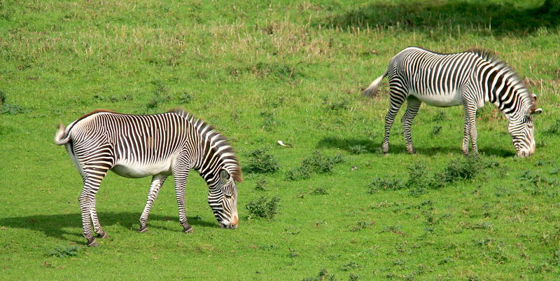 Zebry - ZOO Edynburg