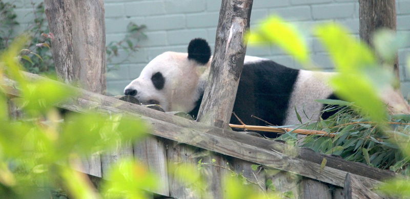 !Panda wieka w ZOO w Edynburgu
