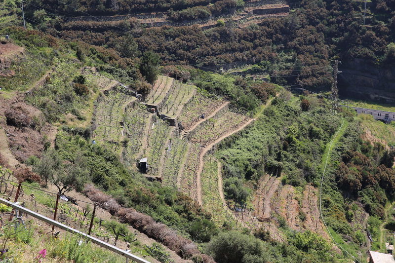 Górujące nad Cinque Terre pola winogron