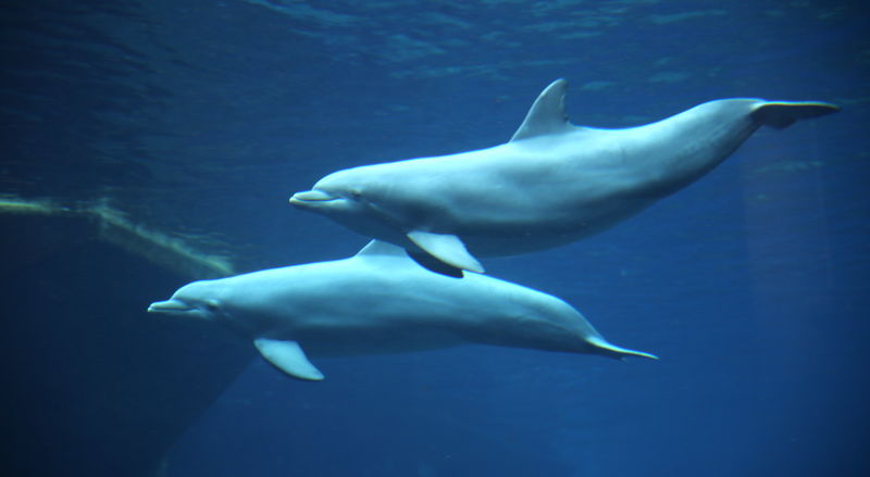!Delfiny w Zoo w Norymberdze