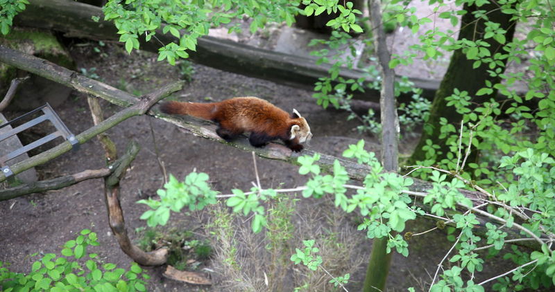 !Panda mała - Zoo w Norymberdze