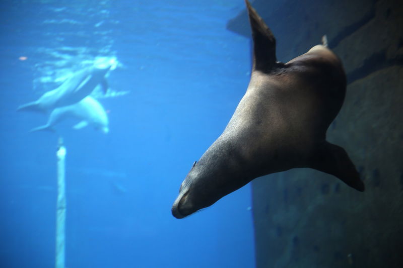 !Foka i delfiny w ZOO w Norymberdze