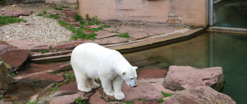 !ZOO w Norymberdze - niedźwiedź polarny