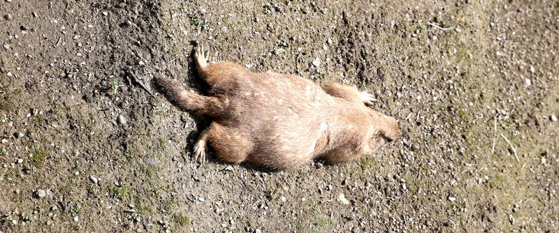 Zoo w Salzburgu