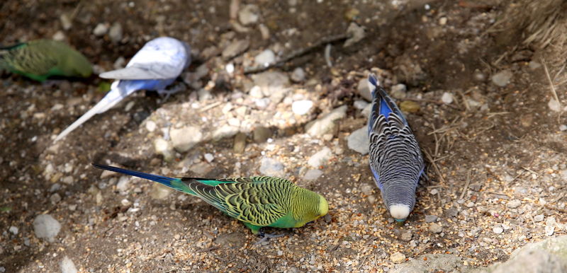 Zoo w Salzburgu