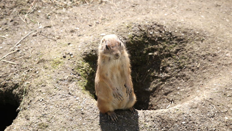 Zoo w Salzburgu