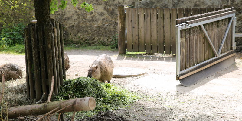 Zoo w Salzburgu - kapibara