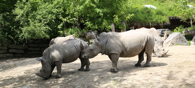 Zoo w Salzburgu