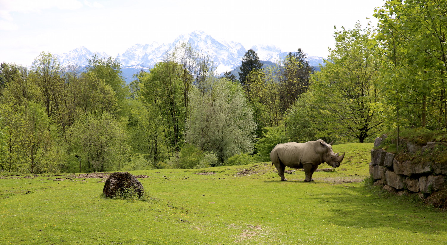 Zoo w Salzburgu - nosorożec i widok na Alpy