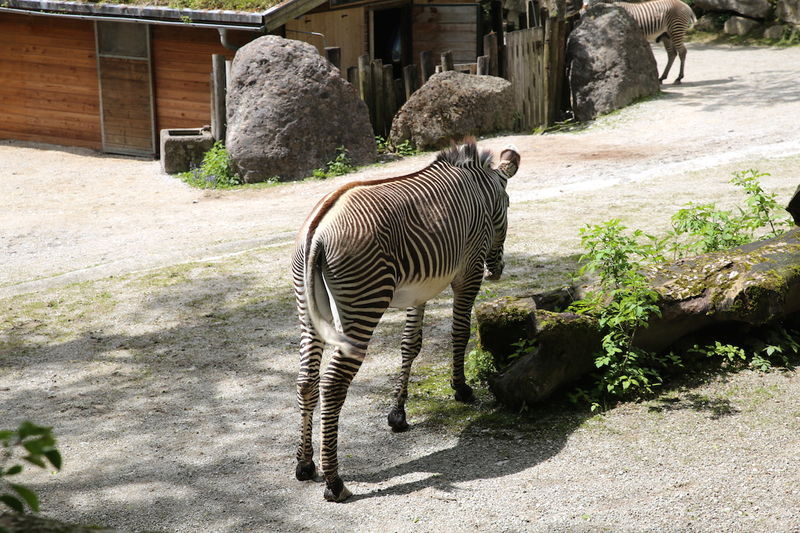 Zoo w Salzburgu - zebra