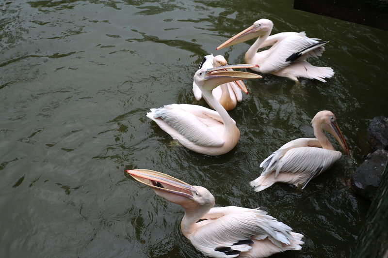 Podczas - karmienia pelikanów w ZOO w Lublanie