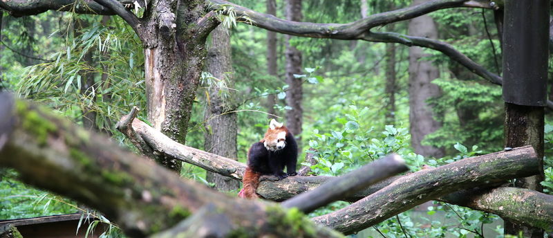 Panda mała w ZOO w Lublanie