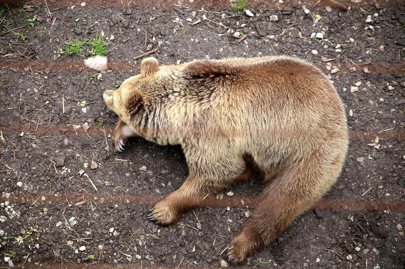 Niedźwiedź - ZOO w Lublanie