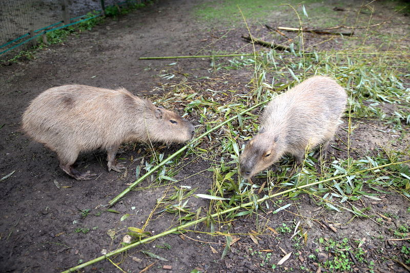 Kapibary w ZOO w Lublanie