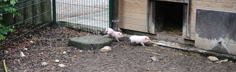 malutkie świnki w ZOO w Lublanie