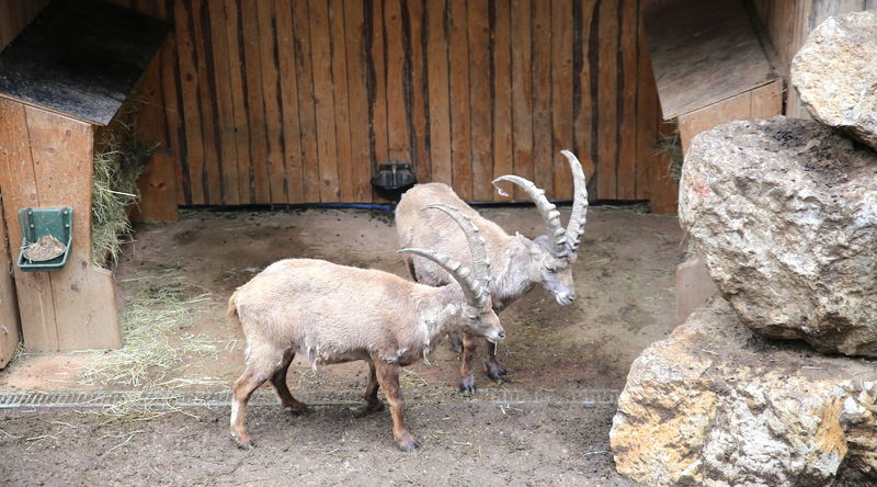 Koziorożce alpejskie w ZOO w Lublanie