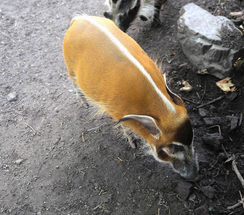 Dzikan rzeczny - ZOO w Amsterdamie